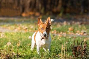 jack russell terrier photo