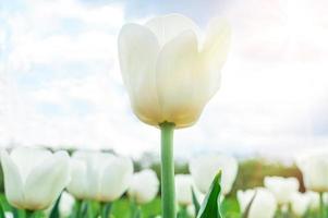 tulipes blanches dans la nature photo