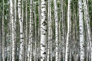 abstrait le bosquet de bouleaux photo