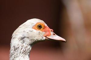 portrait d'un canard blanc photo