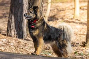 un chien sur la nature photo