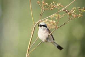 Pie-grièche écorcheur lanius collurio photo