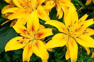 lys jaunes dans le jardin photo