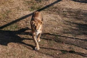 lionne sur l'herbe photo