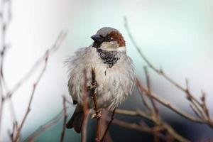 moineau sur l'arbre photo