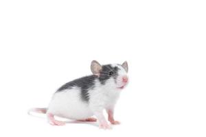 rat sur fond blanc photo