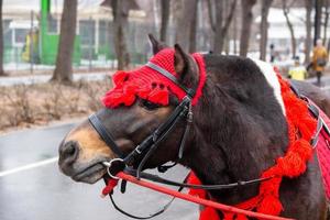 poney dans le parc d'hiver photo