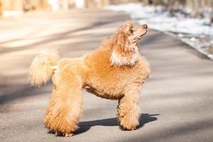 chien caniche dans le parc photo