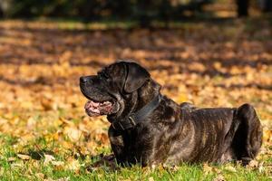 chien cane corso photo