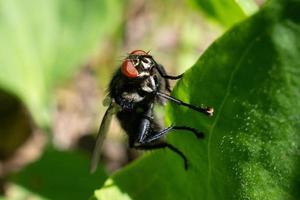 voler sur une feuille photo