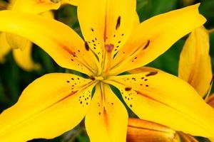 lys jaunes dans le jardin photo