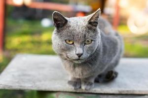 chat bleu russe photo