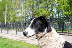 un chien sur la nature photo