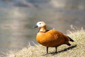 canard sur le rivage photo