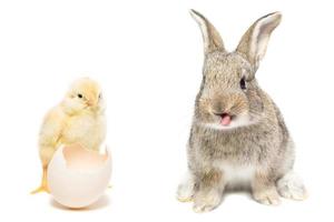 lapin et poulet photo