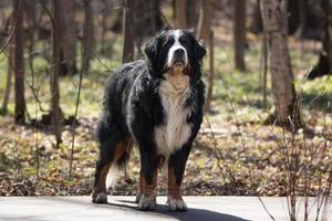 chien de montagne bernois photo