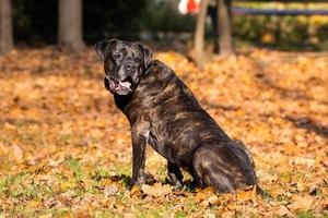 chien cane corso photo