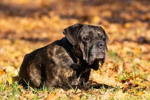 chien cane corso photo