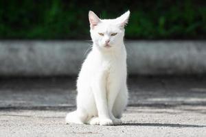 chat blanc dans l'herbe photo