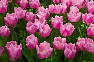 belles tulipes