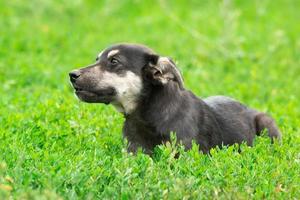 chiot sur l'herbe photo