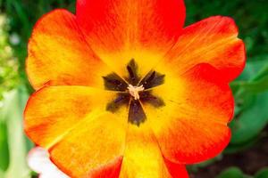 fleur tulipe rouge macro photo