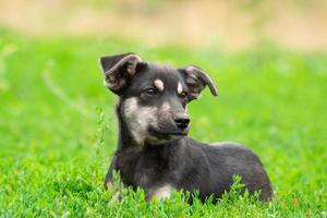 chiot sur l'herbe photo