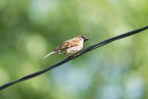 moineau sur l'arbre photo