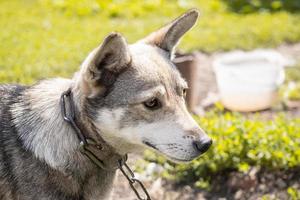 chiot sur l'herbe photo