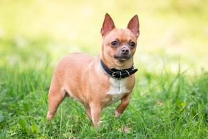 chien chihuahua sur l'herbe photo