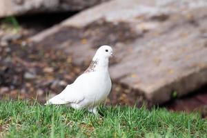 colombe blanche sur l'herbe photo