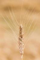 champ de blé d'or ciel bleu photo
