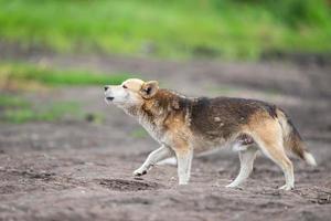 chien errant dans le parc photo