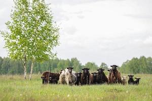 agneaux et moutons herbe verte photo