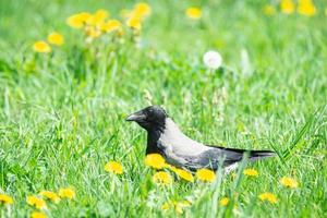 corbeau marchant dans l'herbe photo
