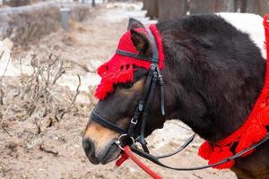 poney dans le parc d'hiver photo