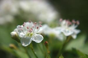 buisson d'aubépine en fleurs