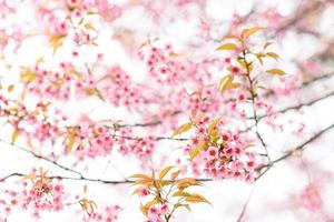 fleur de sakura