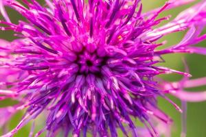 belle fleur de chardon violet bouchent photo