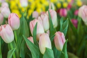fleurs de tulipe photo
