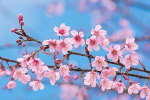fleurs de sakura, est sur fond de ciel bleu photo