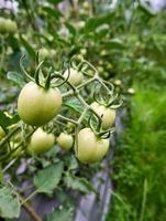 gros plan de tomates vertes fraîches poussant dans le jardin. photo