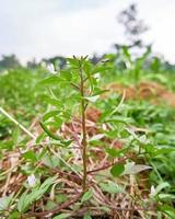 belles plantes sauvages qui poussent dans la cour photo