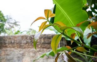 gros plan de belles feuilles vertes qui poussent dans la cour photo