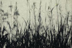 ombre végétale. silhouettes de fond d'herbes. photo