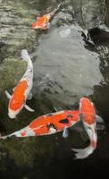 poissons koi ornementaux colorés flottent dans l'étang artificiel, vue d'en haut photo