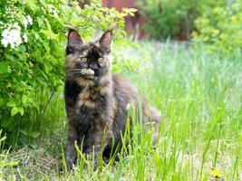 gros chat maine coon dans l'herbe verte du jardin photo