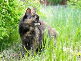 gros chat maine coon dans l'herbe verte du jardin photo