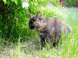 gros chat maine coon dans l'herbe verte du jardin photo