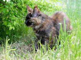 gros chat maine coon dans l'herbe verte du jardin photo